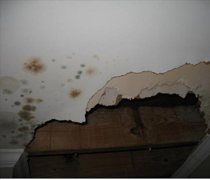 white drywall with mold on it and a section of drywall ripped away
